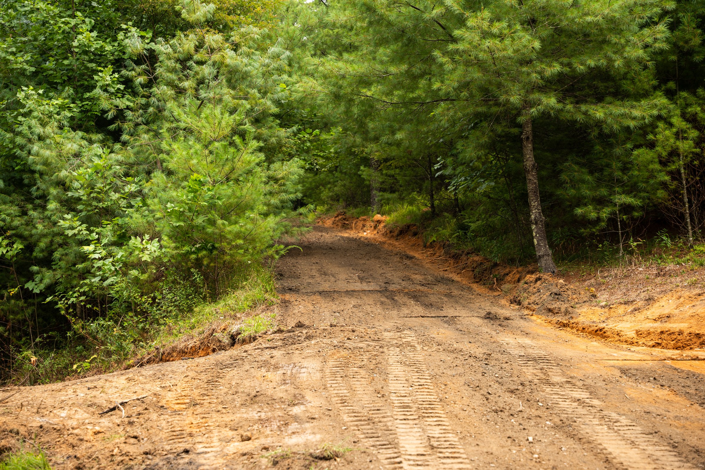Freshly graded dirt road through the woods